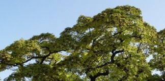 Бархат амурский, или Феллодендрон амурский, или Амурское пробковое дерево (Phellodendron amurense)