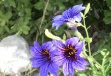 Сальпиглоссис (Salpiglossis)