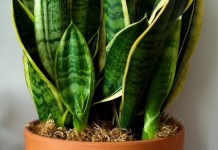 Сансевиера трехполосная (Sansevieria trifasciata)