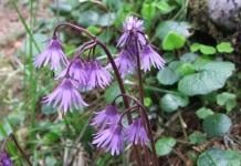 Сольданелла карпатская (Soldanella carpatica)