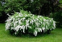 Спирея дубравколистная (Spiraea chamaedryfolia)