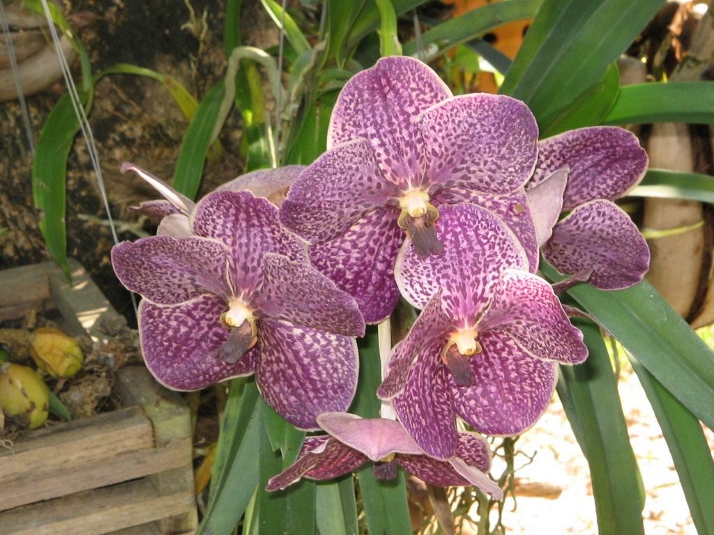Орхидея отцвела,что делать дальше? — 11 ответов | форум Babyblog