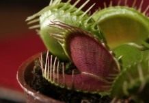 Венерина мухоловка (Venus Flytrap)