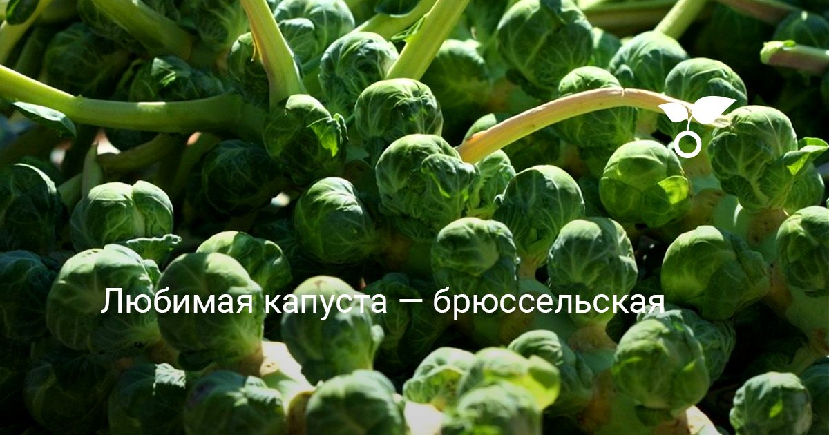 Любимая капуста — брюссельская . Уход, размножение. Выращивание рассады ...