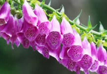 Наперстянка (Digitalis)