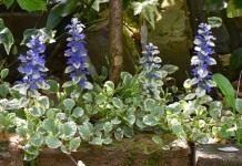 Живучка ползучая «Вариегата» (Ajuga reptans 'Variegata')