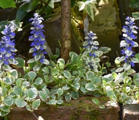 Живучка ползучая «Вариегата» (Ajuga reptans 'Variegata')