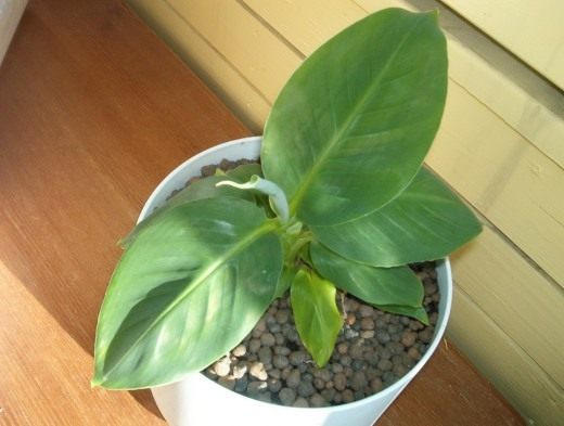 Растение Банан