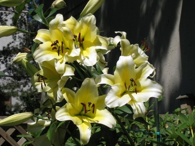 Лилия 'Conca d'Or'. Группа ориенпеты или ОТ-гибриды (Lilium 'Conca d'Or'. OT-hybrids)