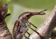 Вишнёвый слоник, или Вишнёвый долгоносик (Epirhynchites auratus)