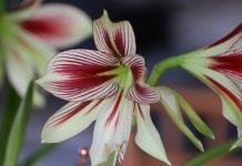 Гиппеаструм бабочка (Hippeastrum papilio)