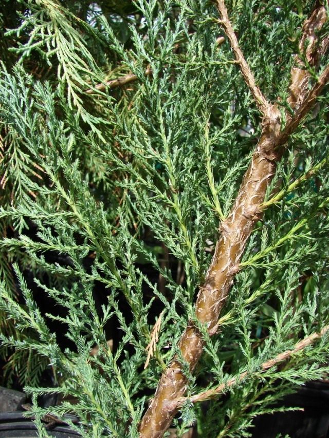 Можжевельник виргинский, или Можжевельник вирджинский (Juniperus virginiana)