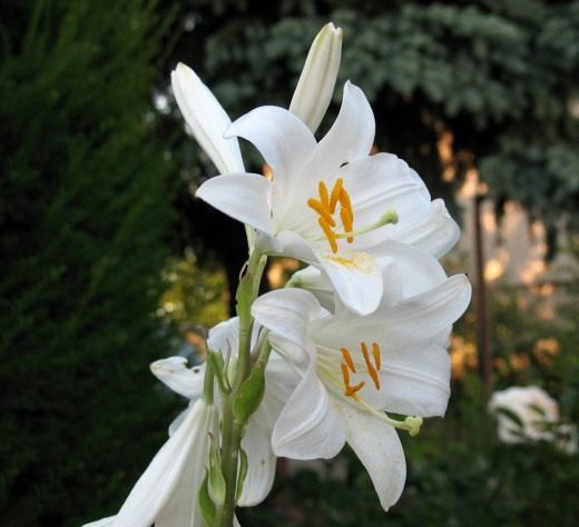 Лилия Белоснежный гибрид - Кандидум гибрид (Lily Candidum Hybrid)