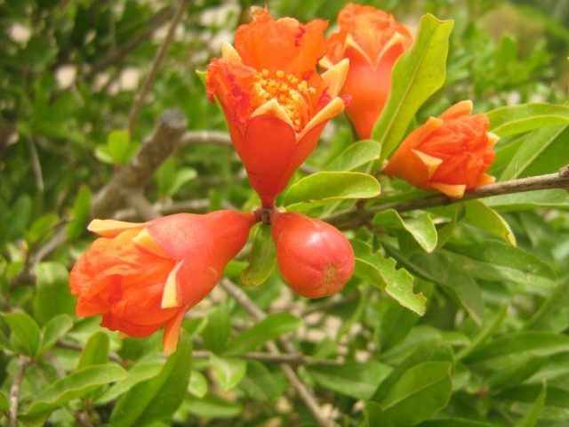 Цветение комнатного граната (Гранат обыкновенный (Punica granatum))