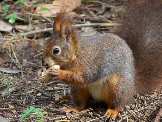 Белка обыкновенная (Red Squirrel)