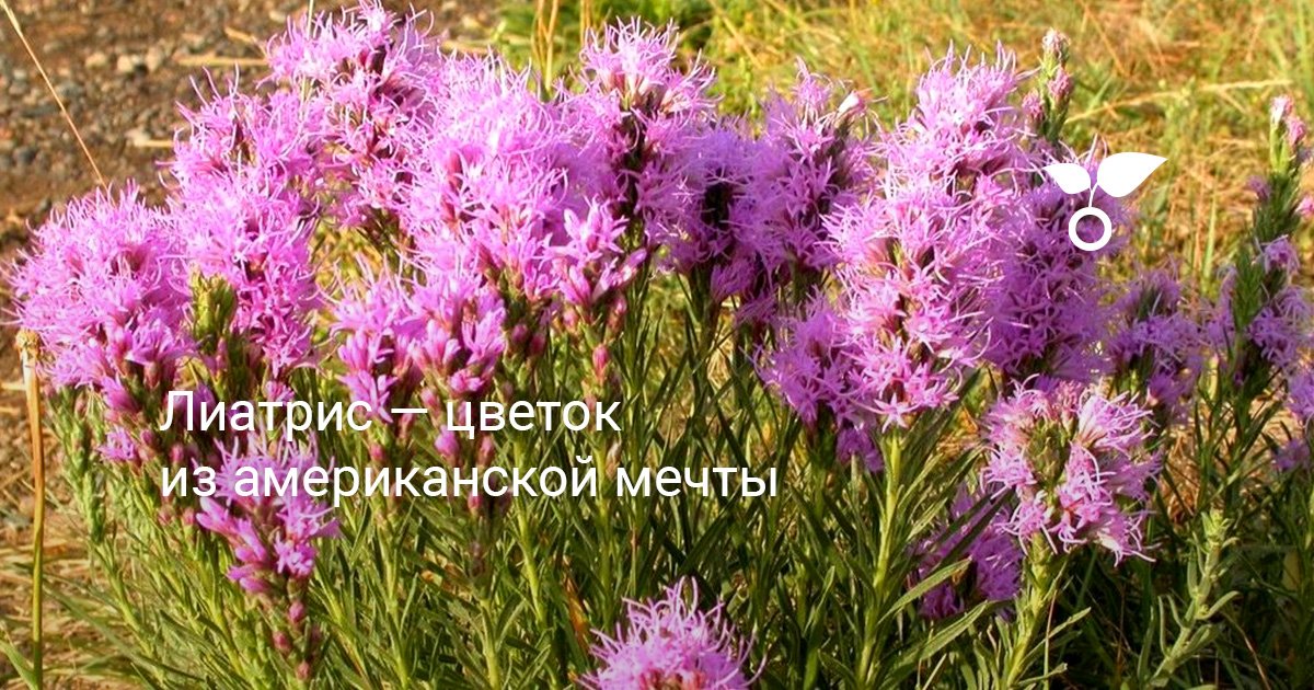 Лиатрис — цветок из американской мечты. Уход, выращивание, размножение ...