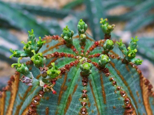 Молочай тучный, или Молочай пухлый (Euphorbia obesa)