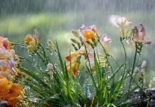 Цветы Фрезии под дождём