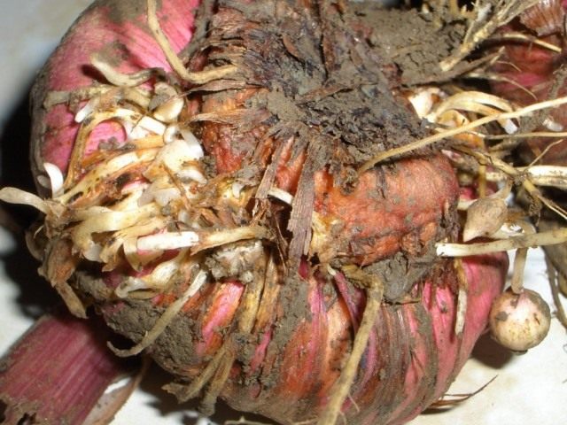 Проверяем луковицы гладиолусов на признаки болезней