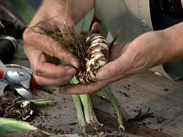 Подготовка луковиц гладиолуса к хранению
