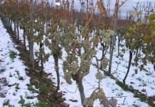 Виноград в снегу