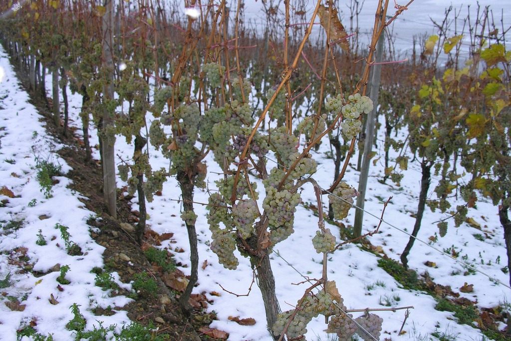 Защита винограда от морозов. Укрытие винограда зимой. Фото — Ботаничка