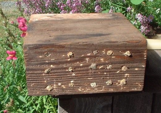 Заполненный домик-блок для пчёл Осмии (House for Mason bee)