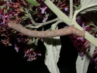 Гусеница пяденицы-шелкопряда бурополосой, или пяденицы-шелкопряда волосистой (Lycia hirtaria)