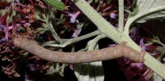 Гусеница пяденицы-шелкопряда бурополосой, или пяденицы-шелкопряда волосистой (Lycia hirtaria)