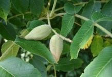 Листья и незрелые плоды ореха маньчжурского