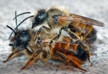 Пчёлы Осмии (Mason bee)