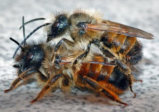 Пчёлы Осмии (Mason bee)