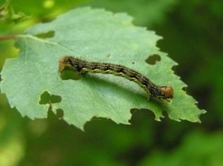 Гусеница пяденицы-обдирало, или листопадной пяденицы (Erannis defoliaria)