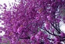 Сакура, или Вишня мелкопильчатая (Prunus serrulata)