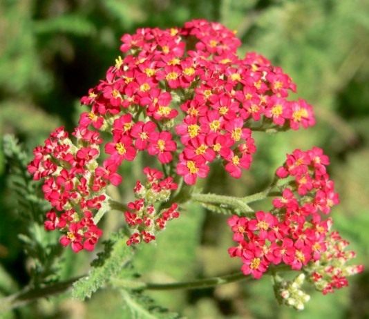 Тысячелистник обыкновенный (Achillea vulgaris), садовый сорт