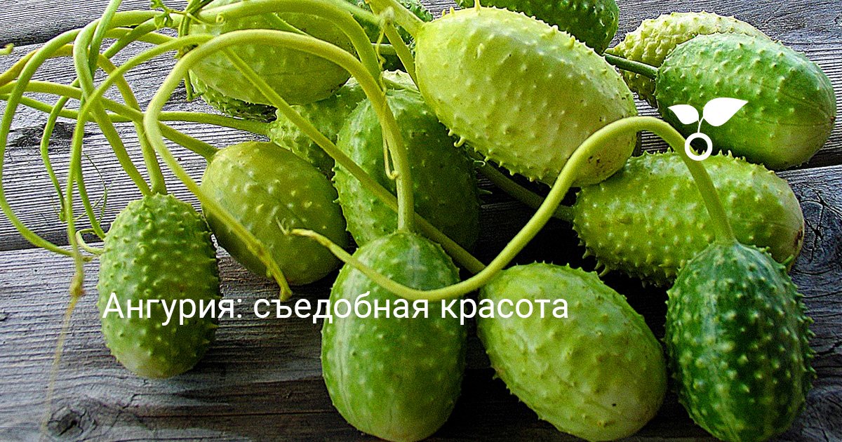 Ангурия: съедобная красота. Уход, выращивание, размножение. Фото ...