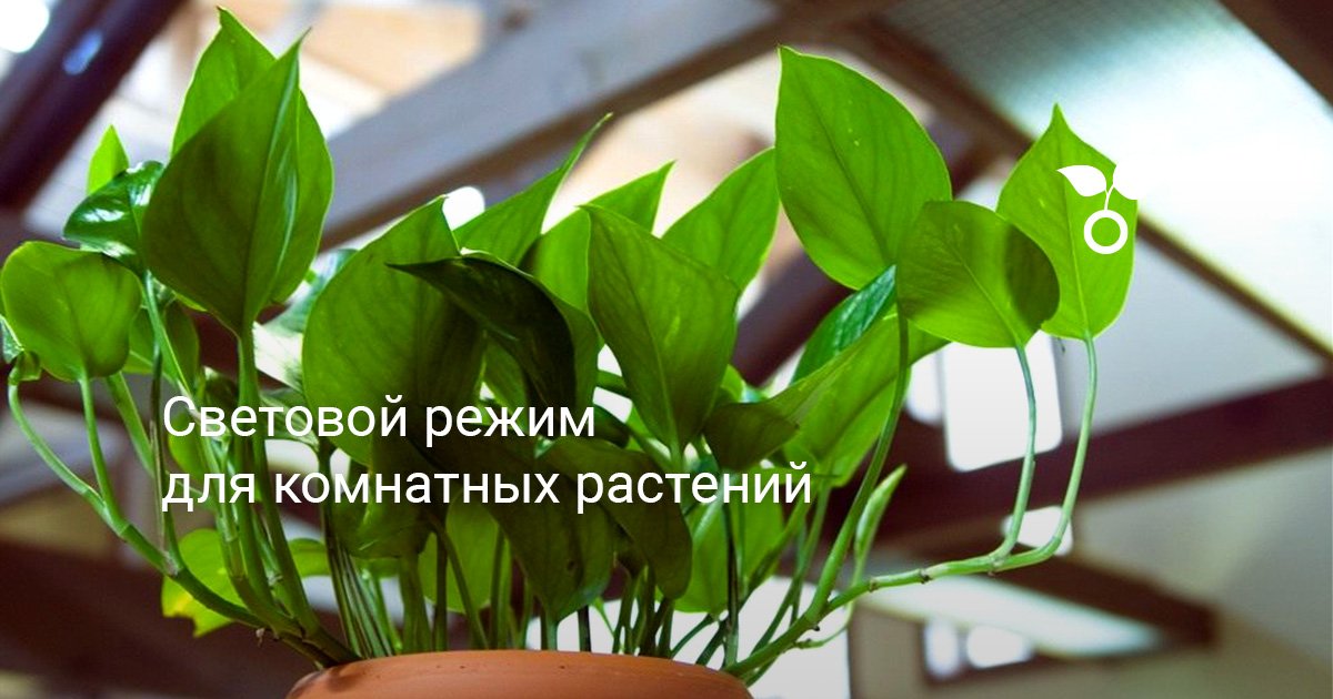 Световой режим для комнатных растений. Освещение искусственное ...