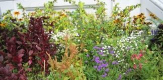 Цветники, особенности участка и подбор растений