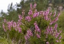 Вереск обыкновенный (Calluna vulgaris)