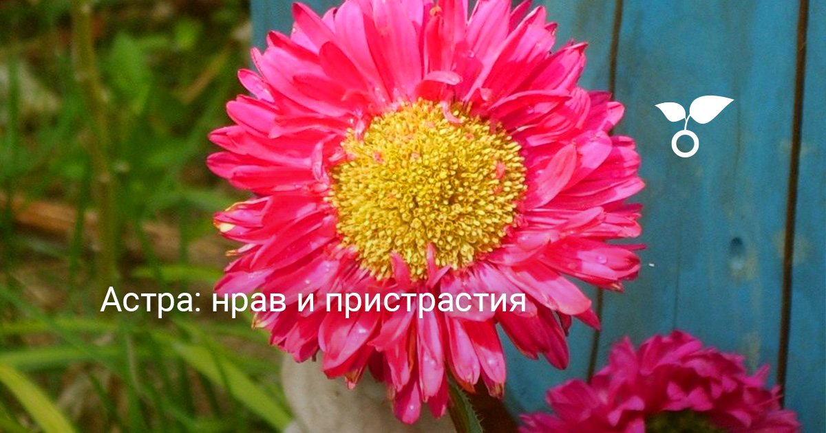 Астра: нрав и пристрастия. Уход, размножение, выращивание. Фото — Ботаничка