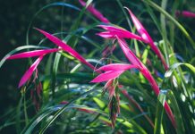 Бильбергия поникающая (Billbergia nutans)