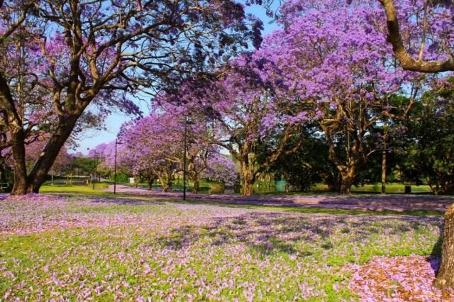 Цветущие деревья Жакаранды на территории Квинслендского университета, Австралия