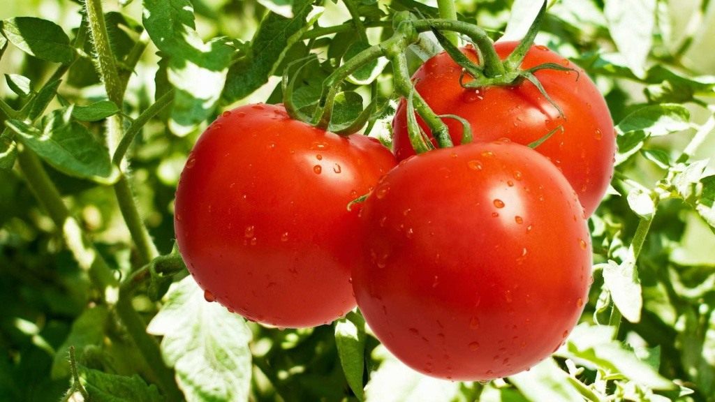Выращивание томатов в теплицах — Ботаничка