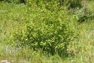 Ольха зелёная, или Ольха горная (Alnus viridis)