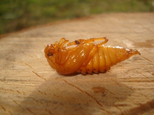 Личинка майского жука в коконе
