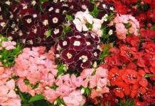 Турецкая гвоздика (Dianthus barbatus)