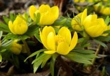 Эрантис зимующий, или зимний (Eranthis hyemalis)