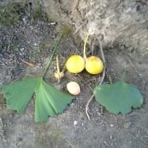 Листья, плоды и семечко гинкго двулопастного