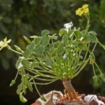 Оксалис мегалориза (Oxalis megalorrhiza), ранее Кислица суккулентная (Oxalis succulenta)