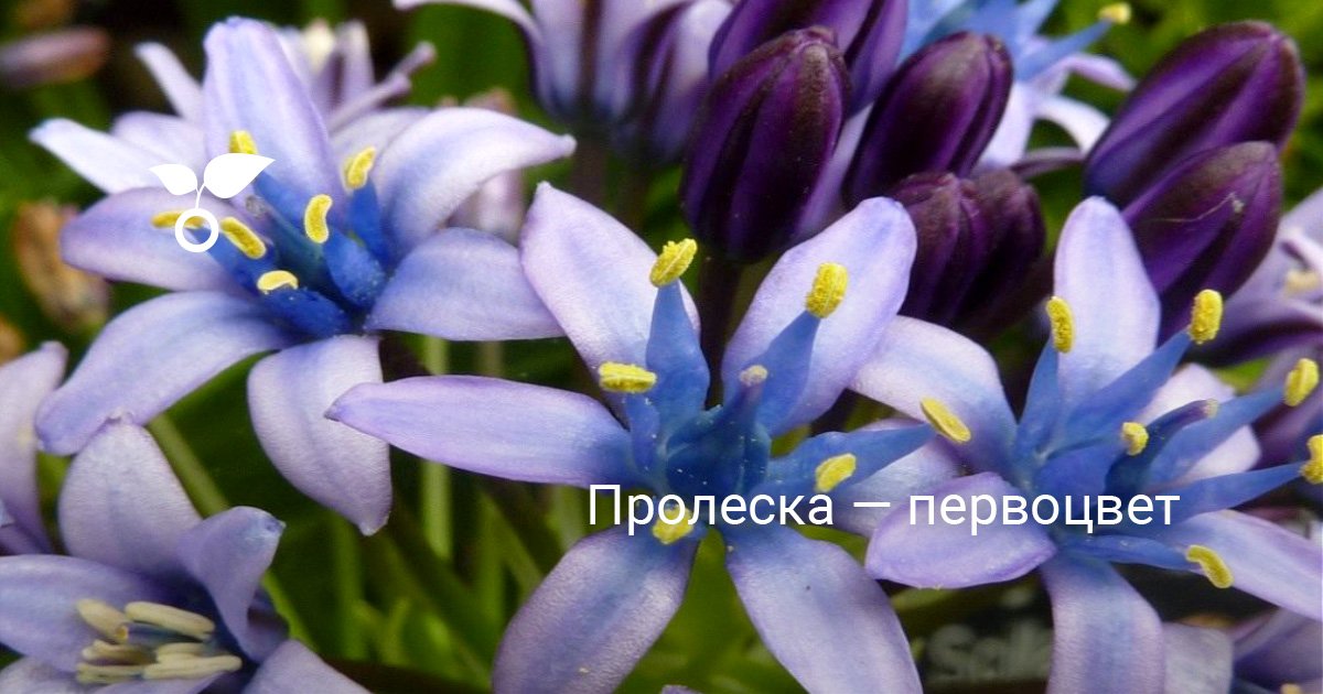 Пролеска — первоцвет. Сцилла. Уход, выращивание размножение. Фото ...